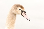 Cygnet at Attenborough