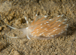 Facelina bostoniensis