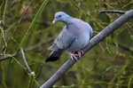 Stock Dove