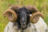 Male Sheep