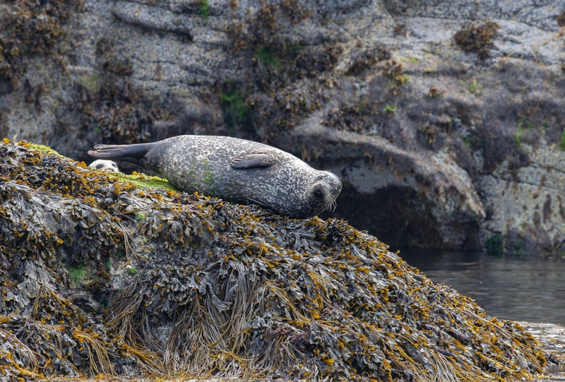 Common Seal - Isle of Skye - Scotland