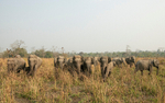 Elephant's herd