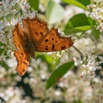 Southern comma (Polygonia egea).