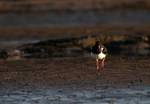 SBW015: Oystercatcher Front