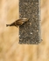 20110319-IMG_2421