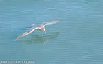 Fulmar