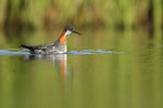 Red-necked Phalarope - low angle, Iceland