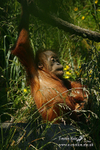 Orangatan 300506 1