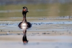 Black-necked Grebe