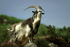 Feral Goat