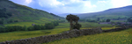 Wildflower Meadows, Swaledale