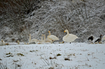 Whooper Swan
