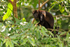Mantled Howler Monkey sat in a tree at Caño Negro