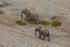 Desert Elephants from the Hill
