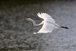 Great Egret low over water, Venice Rookery, Florida