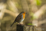 Robin (Erithacus rubecula) in autumnal woodland