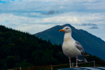 Herring Gull - DSC_0585