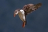 Puffin in flight