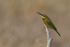 Little Bee-eater