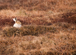 Mountain Hare
