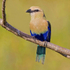 Blue Bellied Roller