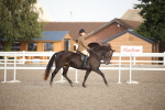 Regional Ridden Champ portfolio