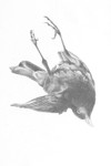 blackbird detail