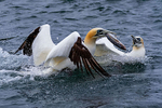 Gannets 1