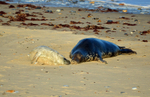 Atlantic Grey Seal