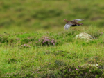 Red Grouse portfolio