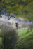 FALLOW DEER ref fd 2c