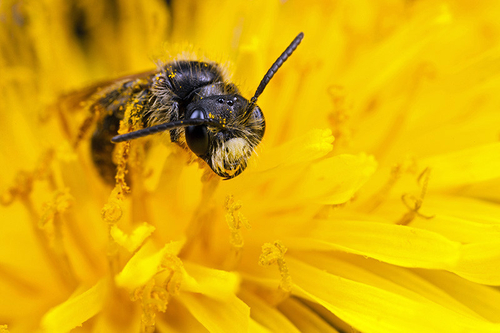 Andrena - Mining Bees