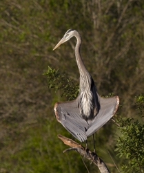 Great Blue Heron _0029