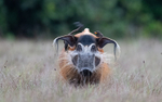 Red river hog