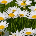 White ox-eye daisies, Marguerite( Leucanthemum vulgare),