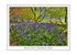 MOUNT LOFTY BLUEBELL WOOD.