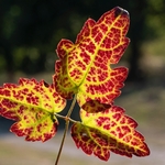 Old man's beard (Clematis vitalba) leaf colour in autumn