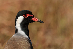 Red-wattled Lapwing, close view, Bandhavgarh, India