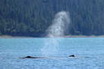 Two Humpback Whales on surface, Prince William Sound, Alaska