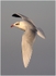 Adult Med Gull ( 1 )