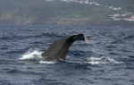 Sperm Whale Fluke, Pico Island, Azores
