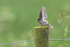 Young Tree Sparrow stretches wings, RSPB Bempton Cliffs