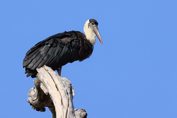 Asian Woolly-necked Stork perched on gnarled tree, Bandhavgarh, India
