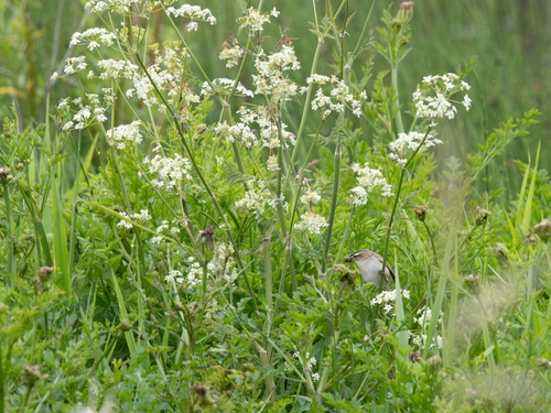 Sedge Warbler (Acrocephalus Schoenobaenus)