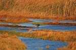 Western Purple Swamphen