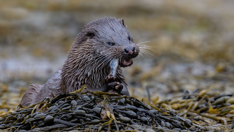 Eurasian Otter - Ardnamurchan Peninsula