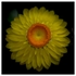 Flowers - Studio Series-5