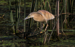 Squacco Heron