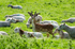 Young Fallow Deer Buck visiting the sheep