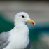 California Gull (adult) close-up, Telegraph Cove, Vancouver Island